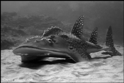 Bow mouth Wedgefish.
Doodles Reef: Ponta D'Ora, Mozambiq... by Rene Schutte 